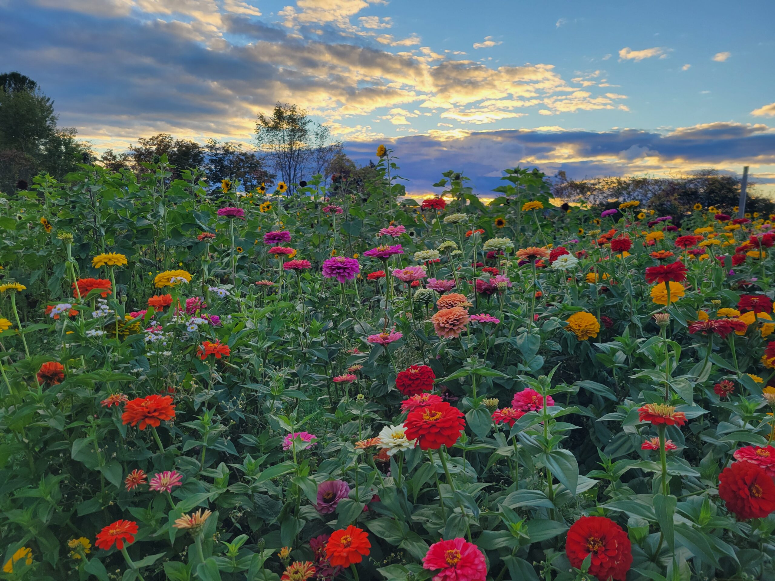 simple farms Remsen, NY